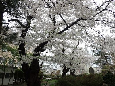 Cherry blossoms blooming on the Hirosaki University campus
