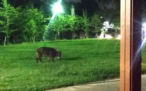 A wild boar roaming about the campus.